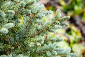 Picea sitchensis Sitka Silberzweig mb 50-60 cm