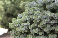 Picea sitchensis Sitka Silberzweig mb 50-60 cm