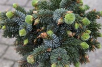 Picea sitchensis Sitka Silberzweig mb 50-60 cm