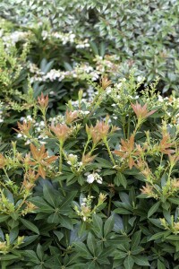 Pieris japonica Prelude ca. 10 cm Topf (Wuchs...