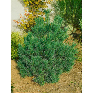 Pinus cembra Nana 20- 25 cm