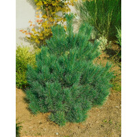 Pinus cembra Nana mB 25- 30 cm