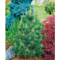 Pinus cembra Westerstede 25- 30 cm