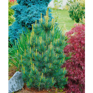 Pinus cembra Westerstede 50- 60 cm