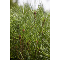 Pinus densiflora Alice Verkade 3xv mB 60- 80 cm