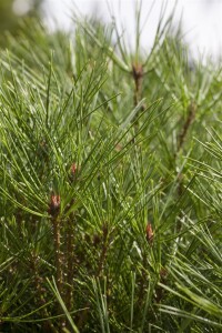 Pinus densiflora Jane Kluis 25- 30 cm