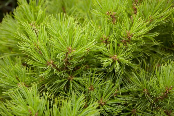 Pinus densiflora Low Glow 30- 40 cm