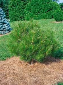 Pinus densiflora Low Glow 30- 40 cm