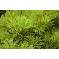 Pinus densiflora Low Glow 30- 40 cm