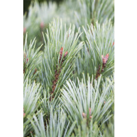 Pinus flexilis Vanderwolfs Pyramid 30- 40 cm
