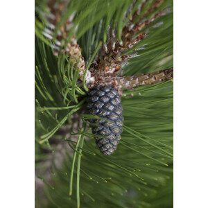 Pinus heldreichii Compact Gem 30- 40 cm