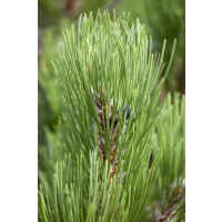 Pinus heldreichii Compact Gem 3xv mB 40- 50 cm