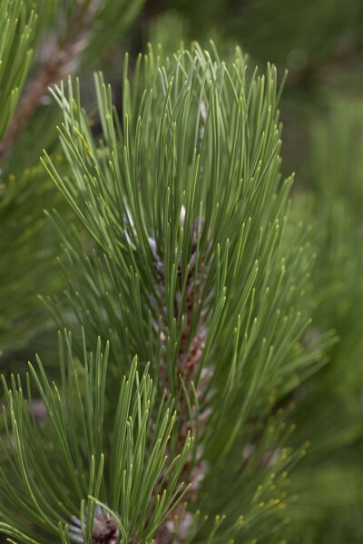 Pinus heldreichii Helmers Japan  20- 25 cm