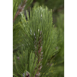 Pinus heldreichii Helmers Japan  20- 25 cm