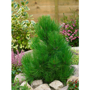 Pinus heldreichii Helmers Japan  20- 25 cm