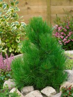 Pinus heldreichii Helmers Japan  20- 25 cm