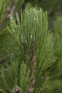 Pinus heldreichii Helmers Japan 25- 30 cm