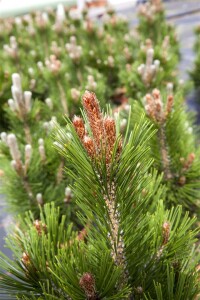 Pinus heldreichii Little Dracula (= Nana)  20- 25 cm