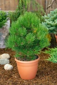 Pinus heldreichii Little Dracula (= Nana)  20- 25 cm