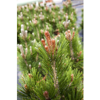Pinus heldreichii Little Dracula (= Nana) C15 Plasticotta...
