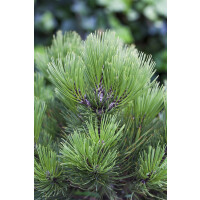 Pinus heldreichii Malinki kräftig 4xv mDb 150- 175...