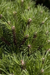 Pinus mugo Benjamin 15-20 cm