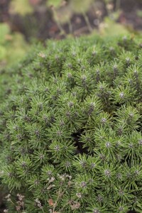 Pinus mugo Benjamin 15-20 cm