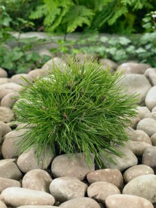 Pinus mugo Benjamin 15-20 cm