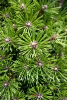 Pinus mugo Benjamin 15-20 cm