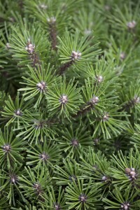 Pinus mugo Benjamin mB 25- 30 cm