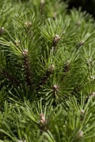 Pinus mugo Benjamin mB 25- 30 cm