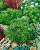 Pinus mugo Benjamin mB 25- 30 cm