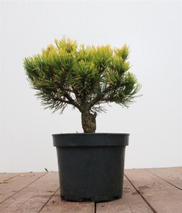 Pinus mugo Carstens Wintergold 20- 25 cm