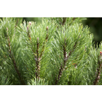 Pinus mugo Carstens Wintergold Sta 3xv mB br 25-30 Sth50