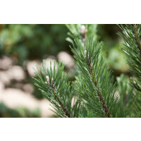 Pinus mugo Gnom kräftig 5xv mDb 100- 125 cm...