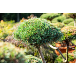 Pinus mugo Gnom 25- 30 cm