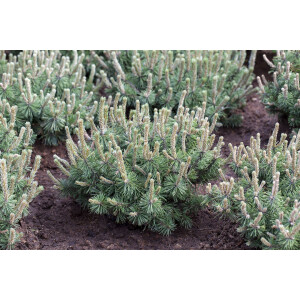 Pinus mugo Humpy 9 cm Topf - Höhe variiert *ab Mai 2022