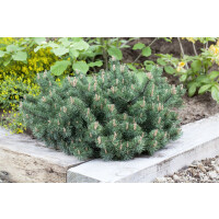 Pinus mugo Humpy 9 cm Topf - Höhe variiert *ab Mai 2022