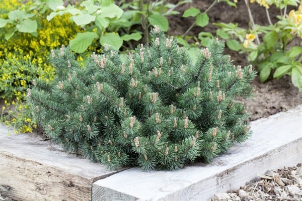 Pinus mugo Humpy 15-20 cm