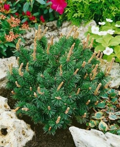 Pinus mugo Humpy 15-20 cm