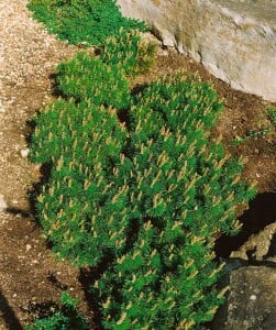 Pinus mugo Humpy 15-20 cm