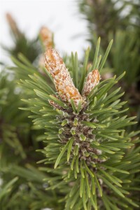 Pinus mugo Humpy 15-20 cm