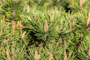 Pinus mugo Humpy 15-20 cm