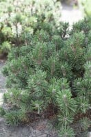 Pinus mugo Humpy 15-20 cm