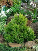 Pinus mugo Humpy 15-20 cm