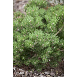 Pinus mugo Laurin 15- 20 cm