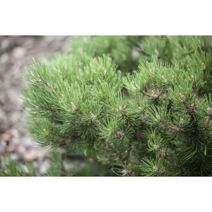Pinus mugo Laurin 15- 20 cm