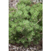Pinus mugo Laurin  20- 25 cm
