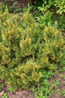 Pinus mugo Little Goldstar 40 L 80-100