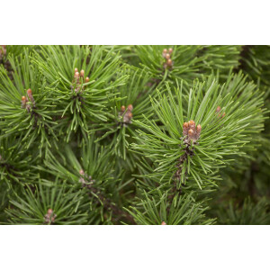 Pinus mugo Mops 9 cm Topf - Höhe variiert *ab Mai 2022